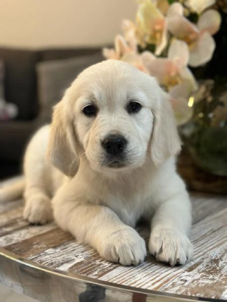 meravigliosi cuccioli di golden retriever