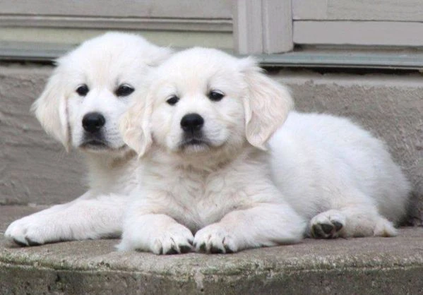 due cuccioli maschietti di golden retriever