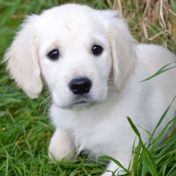 due cuccioli maschietti di golden retriever | Foto 0