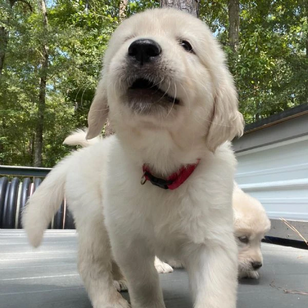 cuccioli di golden retriever!!!