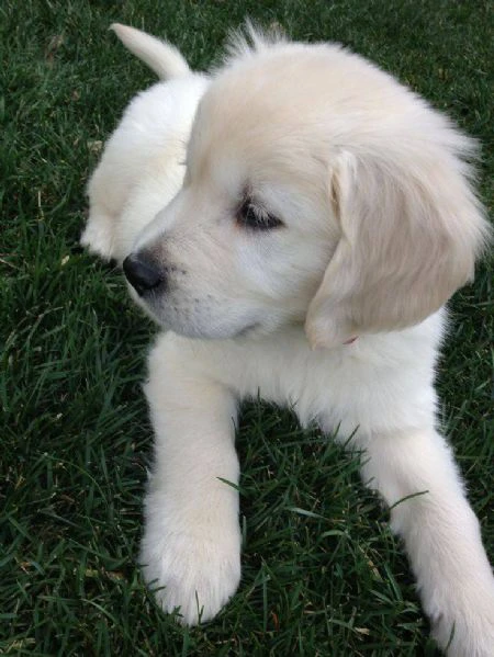 bellissimi cuccioli di golden!