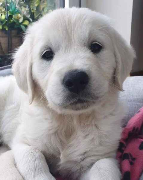 meravigliosi cuccioli golden retriever