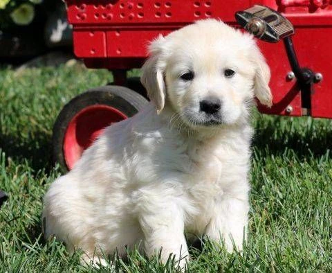 cuccioli maschi di golden retriever