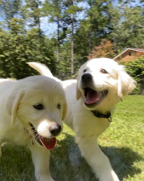 cuccioli golden retriever!