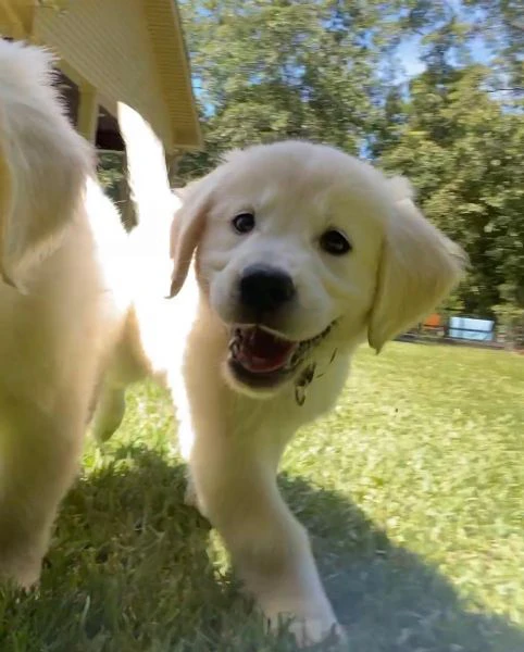 cuccioli golden retriever! | Foto 0