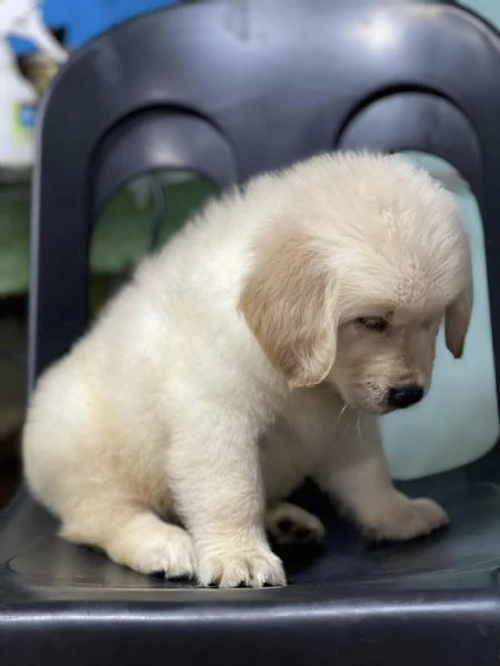 disponibili cuccioli di golden retriever.!! | Foto 0