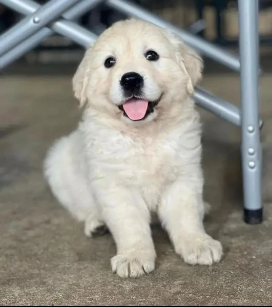 cuccioli di golden retriever 3 mesi!!