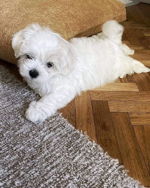 due deliziose cucciole maltese