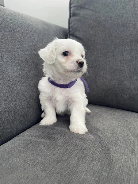 due maltese cuccioli