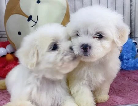 cuccioli di maltese toy | Foto 0