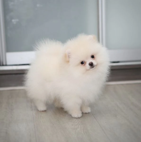 cuccioli di pomerania nani | Foto 0