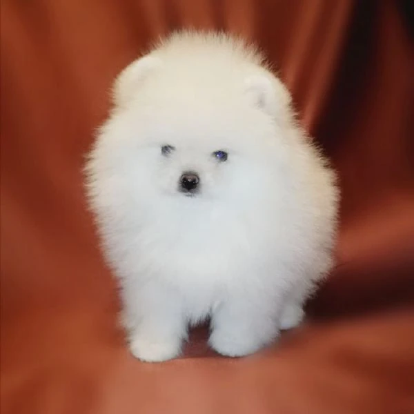 cuccioli di pomerania nani