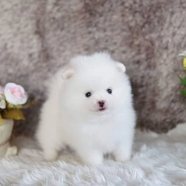 dolci cuccioli di spitz pomerania disponibili | Foto 0