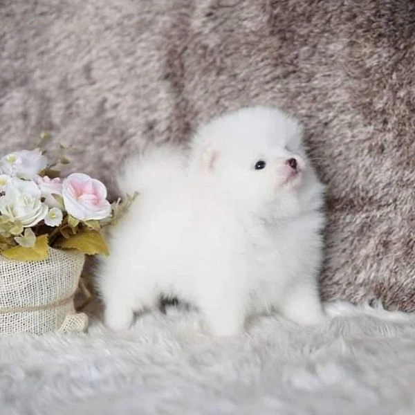 dolci cuccioli di spitz pomerania disponibili