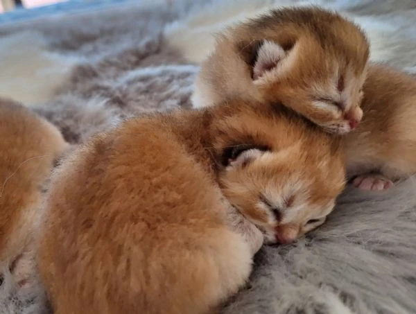 vengo cuccioli di gatto razza scottish fold  e straight 