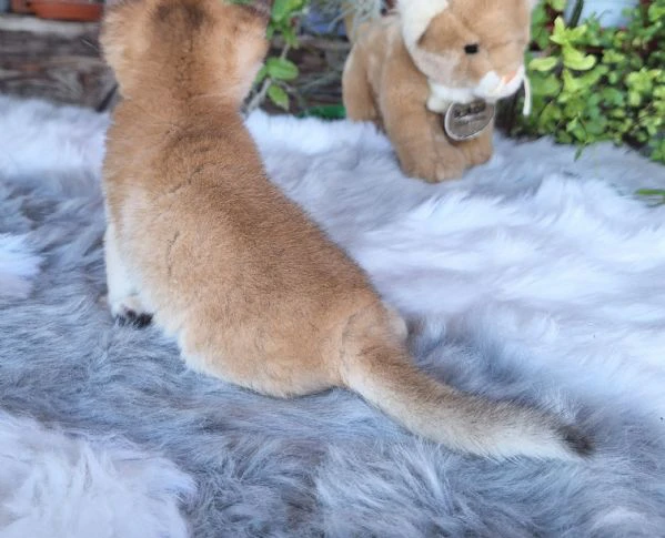 cuccioli scottish fold e straight 