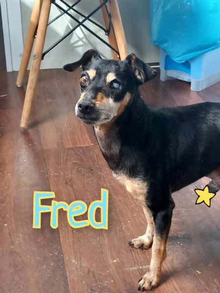 fred mix pincher 4 kg