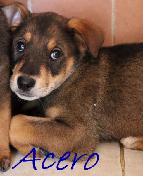 acero cucciolo mix rott-maremmano | Foto 1