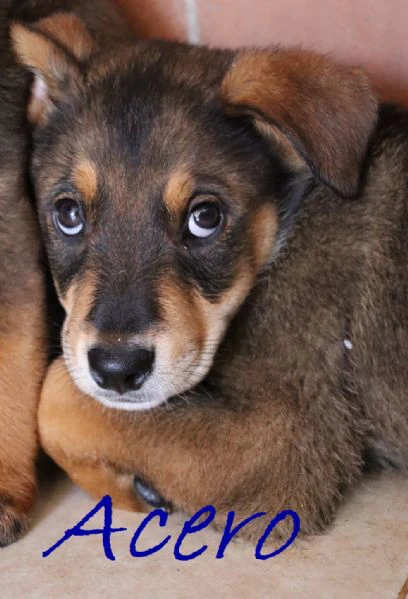 acero cucciolo mix rott-maremmano