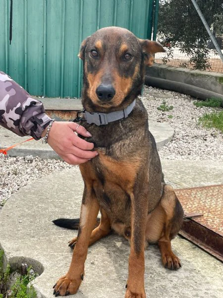 brown simil doberman