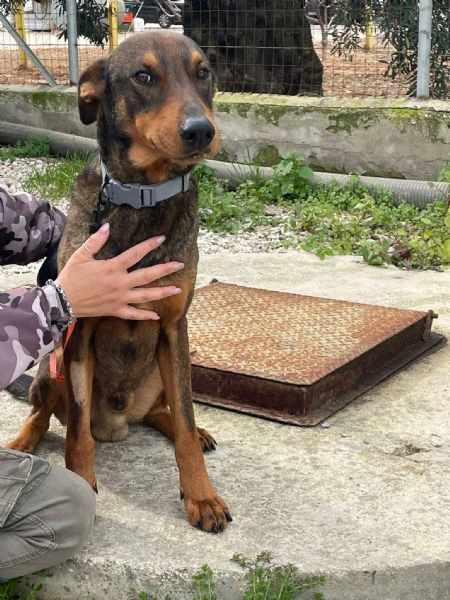 brown simil doberman | Foto 3