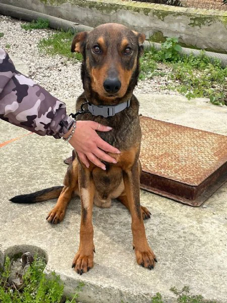 brown simil doberman | Foto 2