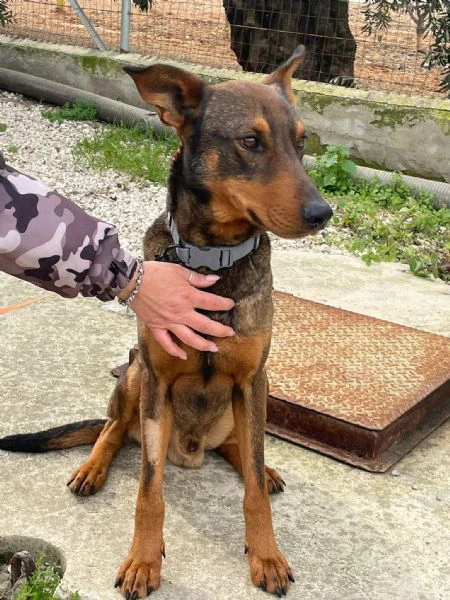 brown simil doberman | Foto 1