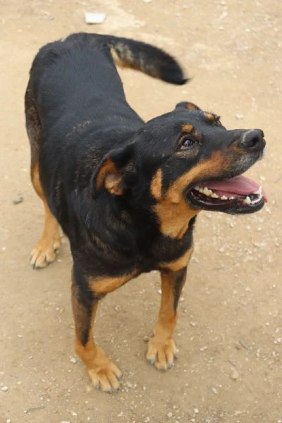 titta, cagnolina di taglia medio contenuta | Foto 3