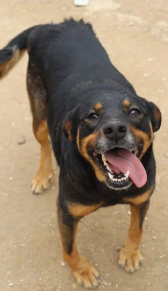 titta, cagnolina di taglia medio contenuta | Foto 2