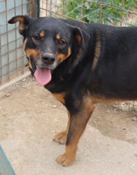 titta, cagnolina di taglia medio contenuta | Foto 1