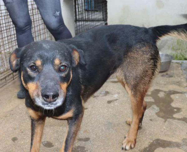 titta, cagnolina di taglia medio contenuta | Foto 0