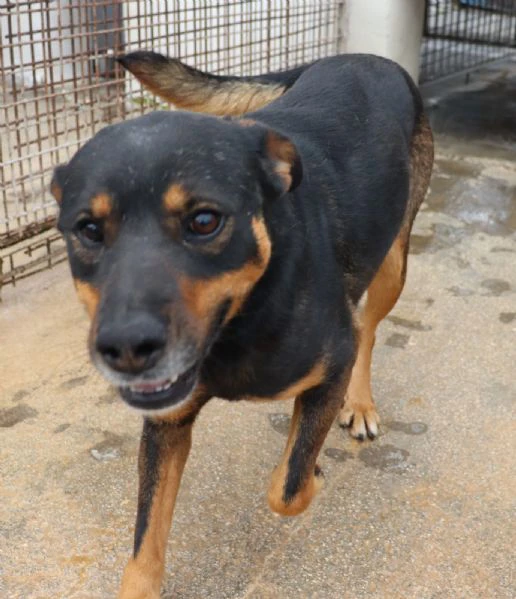 titta, cagnolina di taglia medio contenuta