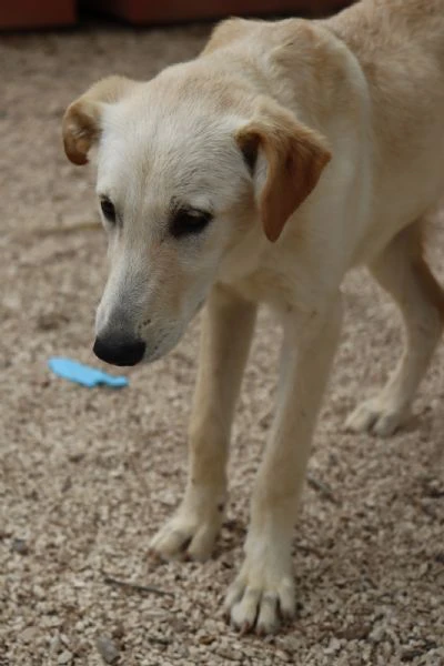 fresia timida cucciola  | Foto 1