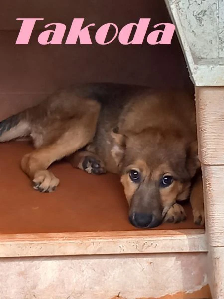 takoda cucciola mix pastore tedesco