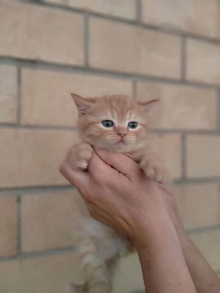 cuccioli british shorthair pedigree agi wcf