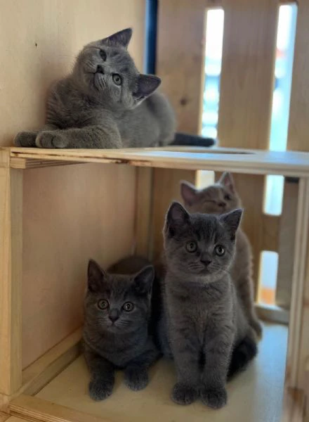 cuccioli british shorthair pedigree agi wcf | Foto 4