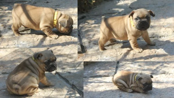 bulldog francese  | Foto 4