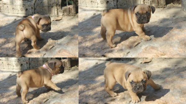 bulldog francese  | Foto 2