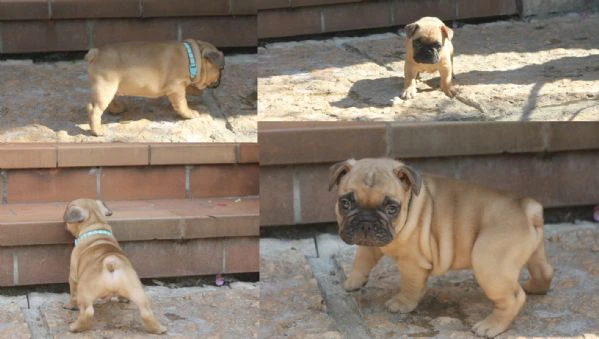 bulldog francese  | Foto 1