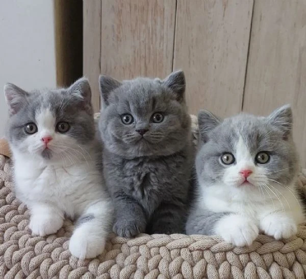 due cucciole british shorthair | Foto 0