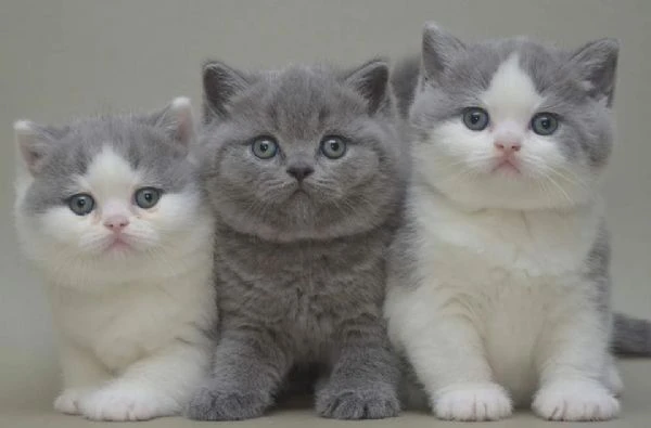 due cucciole british shorthair