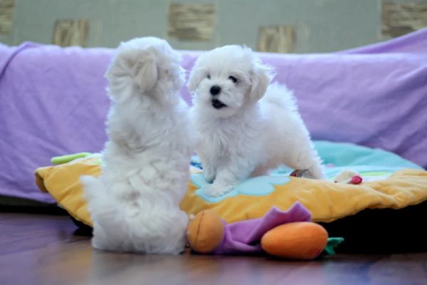 maschio e femmina maltese | Foto 0