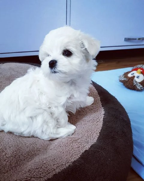 due deliziose cucciole maltese