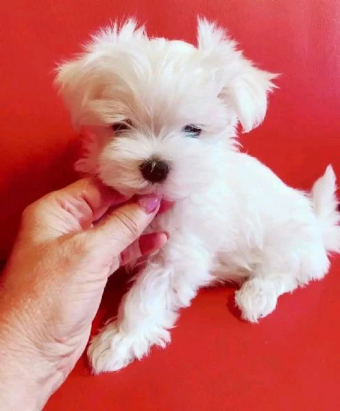 due maltese cuccioli