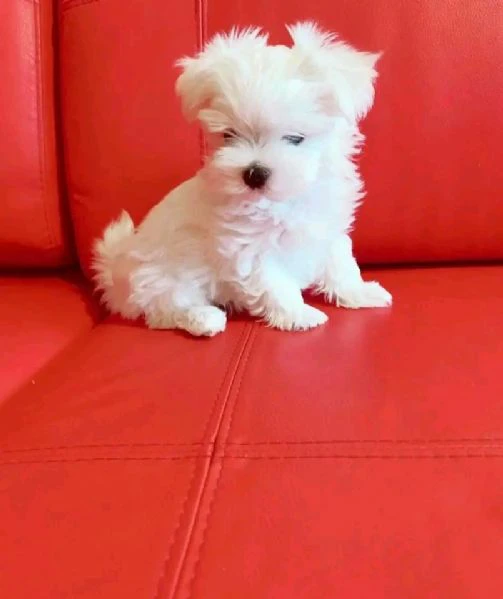 due maltese cuccioli | Foto 0