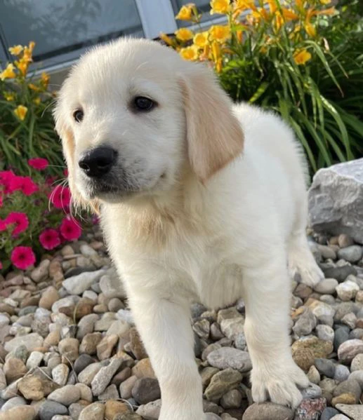 cucciole di golden retriever di circa 3 mesi | Foto 0