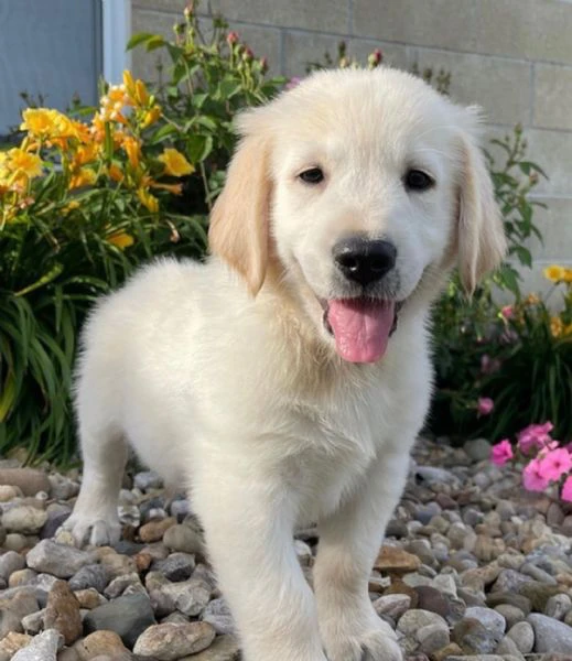 cucciole di golden retriever di circa 3 mesi