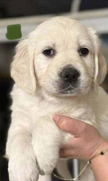 cuccioli golden retriever