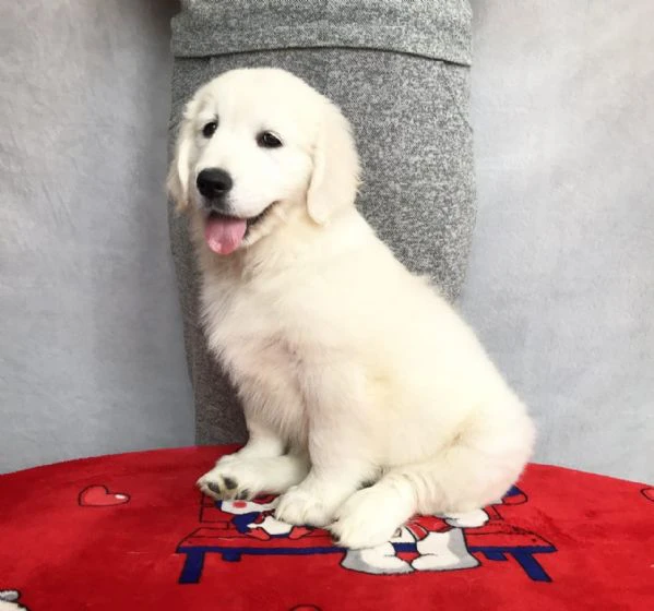 cuccioli di golden retriever 3 mesi | Foto 0