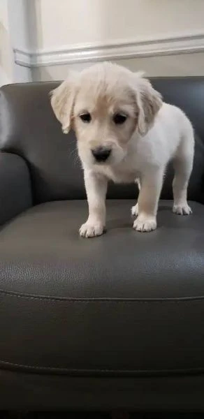 due cuccioli maschietti di golden retriever